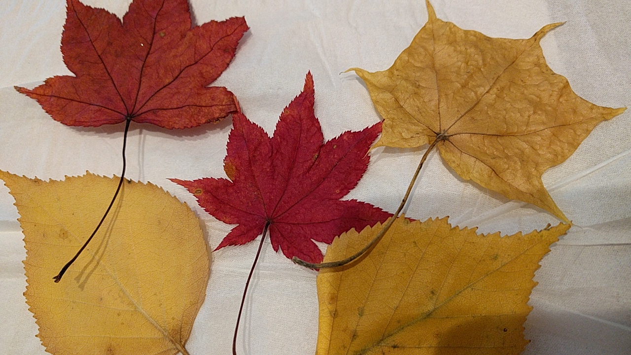紅葉 落ち葉の保存方法3つ 簡単にきれいな色のまま保つには